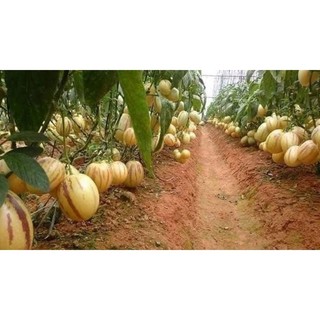 Hạt giống dưa pepino gói 20 hạt
