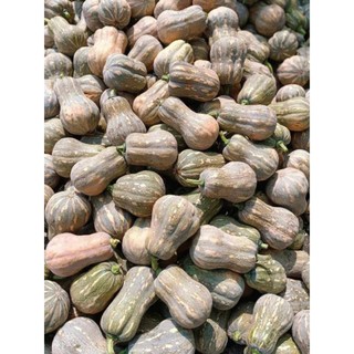Hạt giống bí đỏ hạt đậu gói 20 hạt