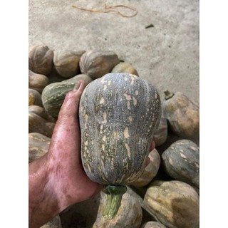 Hạt giống bí đỏ hạt đậu gói 20 hạt