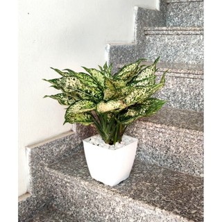 Cây Ngọc Ngân [ 2 gốc, nhiều gốc,sẵn chậu ] 217