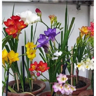 Củ hoa lan nam phi mix màu (5 củ)
