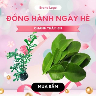 Cây chúc dạng phôi , cây tầm 1 năm.cây khỏe. chanh thái