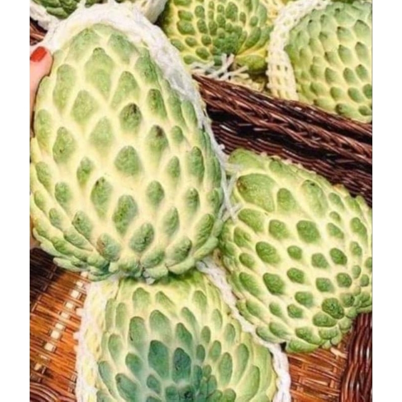 Cây giống na dứa đài Loan ( na sầu riêng)