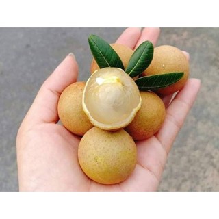 Cây giống nhãn xuồng cơm vàng hạt lép