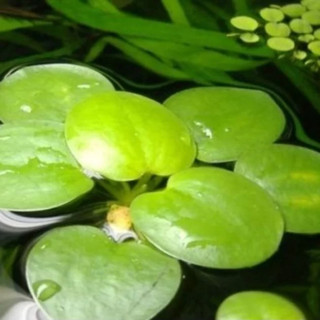Cây bèo Nhật | Cây trồng trang trí thủy sinh