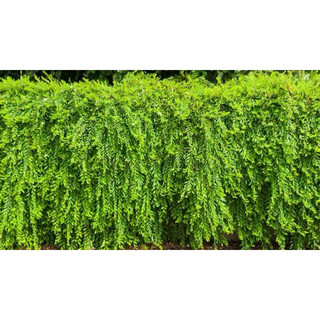 Chậu mềm sơn liễu Thái