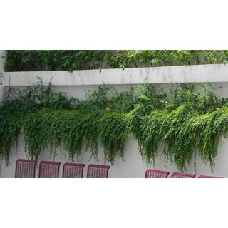 Chậu mềm sơn liễu Thái