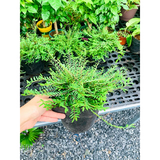 Chậu mềm sơn liễu Thái