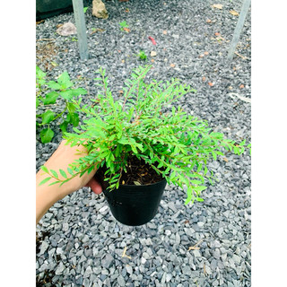 Chậu mềm sơn liễu Thái