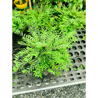 Chậu mềm sơn liễu Thái