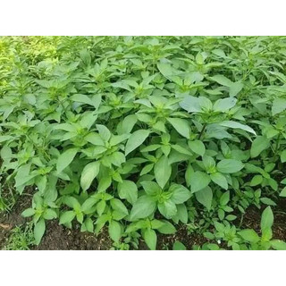 Hạt giống lá é trắng tỷ lệ nảy mầm cao