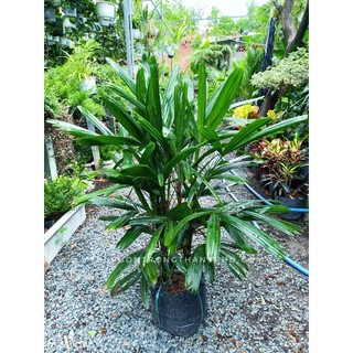 Cây mật cật 70-80cm