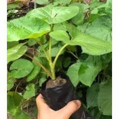 Cây dổi đất- cây giống trong bầu