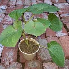 [Nhu_Mai Garden]Cây dổi đất- cây giống trong bầu