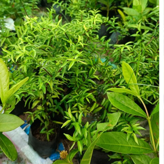 Cây mai trắng thơm - cao 30-50cm có bầu nhựa