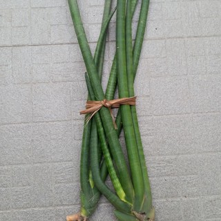 Cây Ngà Voi Tươi (1kg) [Thảo Dược Ngọc Ánh]
