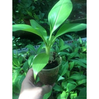 Cây giống chuối laba đà lạt cấy mô # mua 10 cây tặng 1 cây cùng loại_ kèm phân bón