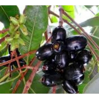 Cây trâm ăn trái ( trâm gói, hậu phát nam)
