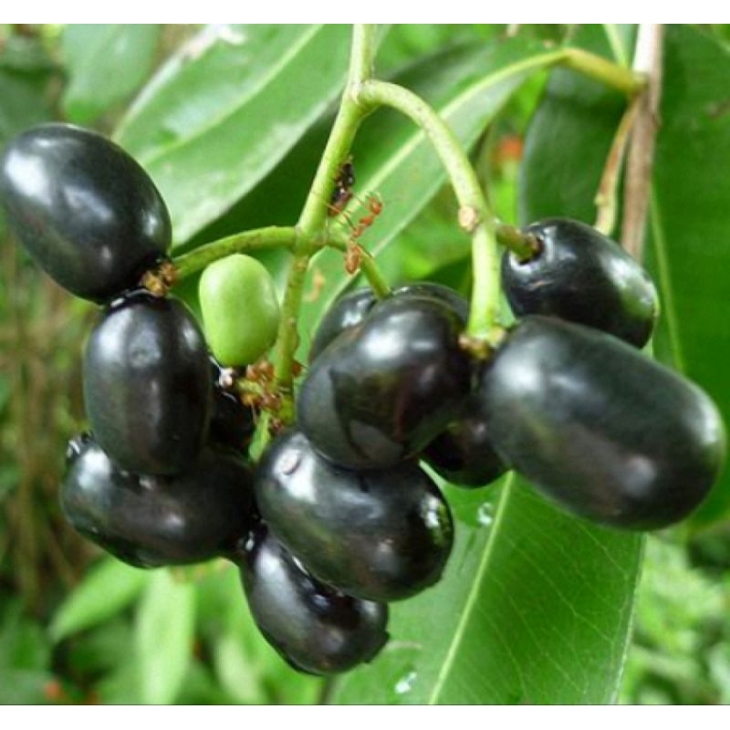 Cây trâm ăn trái ( trâm gói, hậu phát nam)