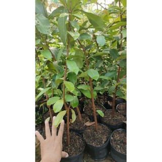 Cây trâm ăn trái ( trâm gói, hậu phát nam)