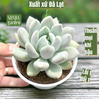 Sen đá sỏi xám SONDA GARDEN size trung bình 10cm, cây cảnh trang trí nhà cửa, lỗi 1 đổi 1