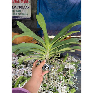 Hoa lan nghinh xuân đủ màu