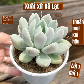 Sen đá sỏi xám Đà Lạt size trung bình cây cảnh trang trí nhà cửa Toro garden