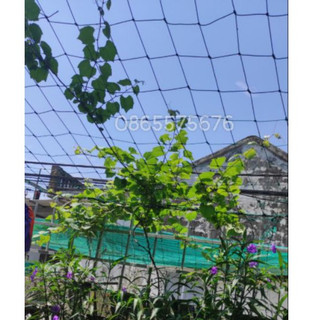 Lưới giàn leo khổ  2m x4m