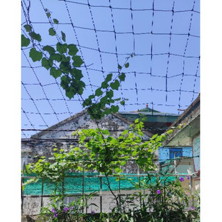 Lưới giàn leo khổ  2m x4m