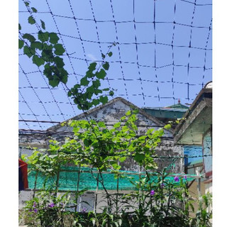 Lưới giàn leo khổ  2m x4m