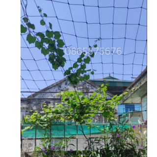 Lưới giàn leo khổ  2m x4m
