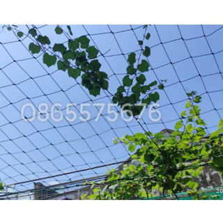 Lưới giàn leo khổ  2m x4m