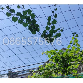 lưới giàn leo,bầu ,mướp,sợi cước chống mục 3m x4m