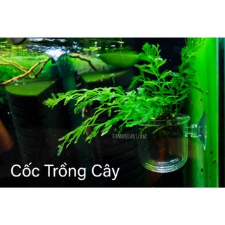 Cốc Trồng Cây Thủy Sinh Acrylic - Thủy Tinh