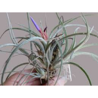 Cây không khí Califano, cây trang trí decor nhà cửa sân vườn,airplant