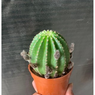 Xương rồng echino siêu hoa size 8-10cm