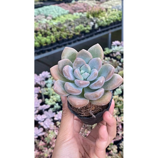 Sen đá sỏi cam béo ú size bầu 5cm hư 1 đổi 1