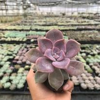 Sen đá hồng mập 🔥COCO FOREST🔥  dễ trồng, đã thuần khí hậu