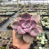 Sen đá hồng mập 🔥COCO FOREST🔥  dễ trồng, đã thuần khí hậu
