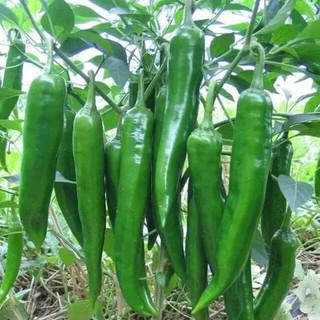 Hạt giống ớt xanh hàn quốc f1