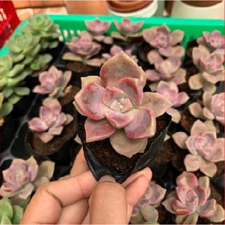 Sen đá hồng mập 🔥COCO FOREST🔥  dễ trồng, đã thuần khí hậu