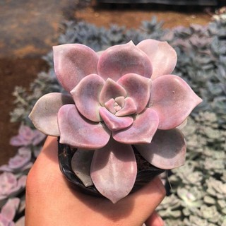 Sen đá hồng mập 🔥COCO FOREST🔥  dễ trồng, đã thuần khí hậu