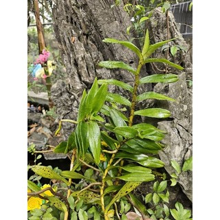 Lan phượng vĩ, dễ trồng, hoa mùa hè