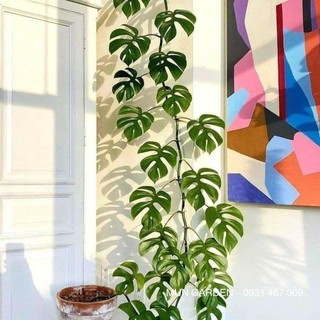 Trầu Bà Mini Leo, Monstera Mini Leo