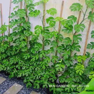 Trầu Bà Mini Leo, Monstera Mini Leo