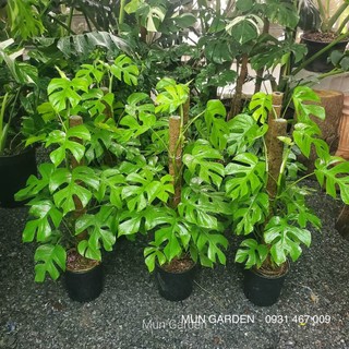 Trầu Bà Mini Leo, Monstera Mini Leo