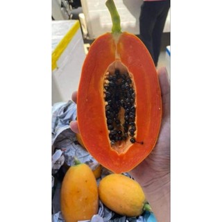 Hạt giống đu đủ ruột đỏ Thái Lan (siêu lùn , siêu trái)