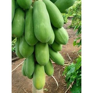 Hạt giống đu đủ ruột đỏ Thái Lan (siêu lùn , siêu trái)
