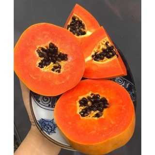 Hạt giống đu đủ ruột đỏ Thái Lan
