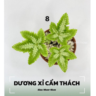 Cây dương xỉ var, cẩm thạch mini trang trí bể terrarium,bán cạn, cây trong nhà hoặc để vườn rất đẹp,